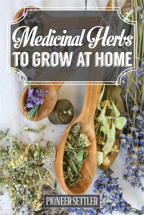Top Medicinal Herbs To Grow At Home Homesteading Tips