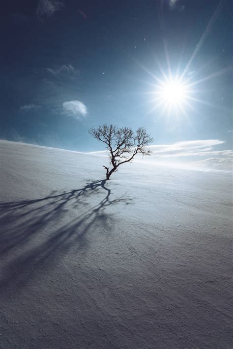 Download Lonely Tree Standing In Snow Wallpaper