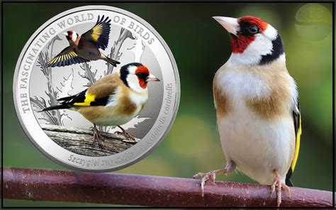 Fascinating World Of Birds Series Of Proof Silver Coins From Niue