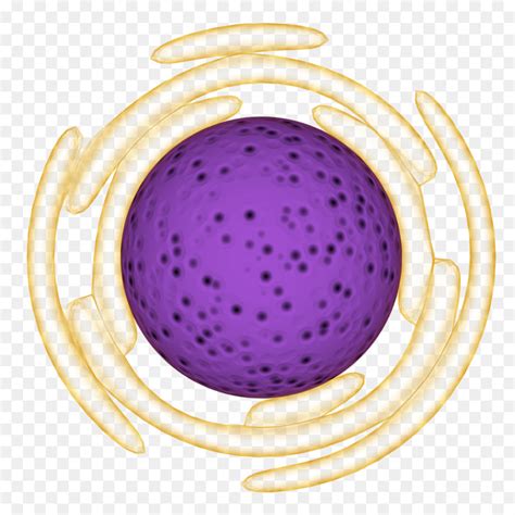 Noyau De La Cellule Organite Réticulum Endoplasmique Png Noyau De