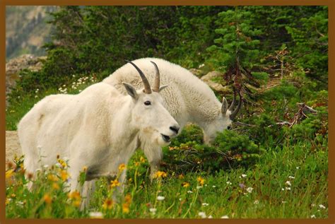 A Pair Of Mountain Goats Also Known As Rocky Mountain Goats Make