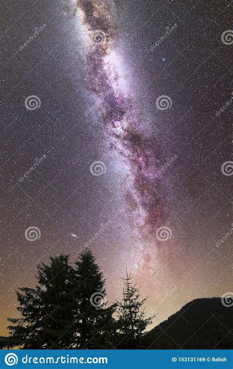 Purple Milky Way Falling Stars Pine Trees Silhouette Stock Image