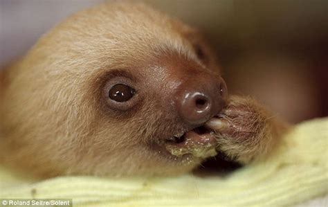 Life In The Slow Lane Hundreds Of Orphaned Sloths Given A New Lease Of