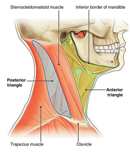 Neck, in land vertebrates, the portion of the body joining the head to the shoulders and chest. Easy Notes On 【Neck】Learn in Just 4 Minutes! - Earth's Lab
