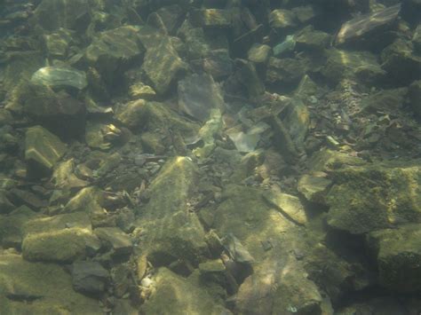 Hence, the underwater forest in lake kaindy can be considered as frozen. Til the Last Hemlock Dies: Watauga Lake