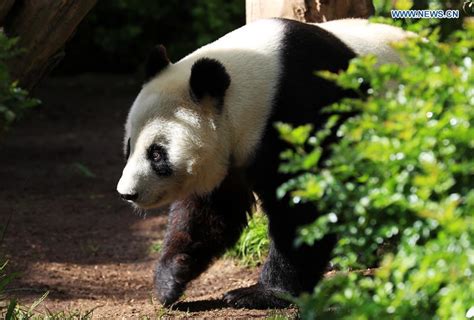 San Diego Zoo Holds Farewell Party For Giant Pandas