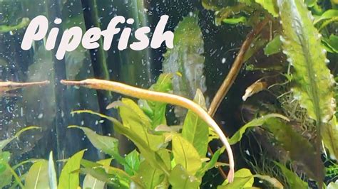 Freshwater Pipefish Youtube