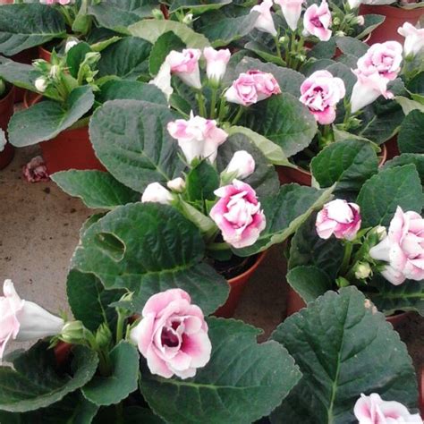 15 ciri ciri angiospermae tumbuhan berbiji tertutup lengkap. Menakjubkan 14+ Gambar Bunga Gloxinia - Gambar Bunga Indah