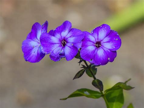 Tiny Purple Flowers Free Photo On Pixabay