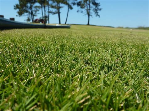 Read below to learn more. Zoysia: Is It The Right Lawn For You? - Mckays Grass Seed (WA)