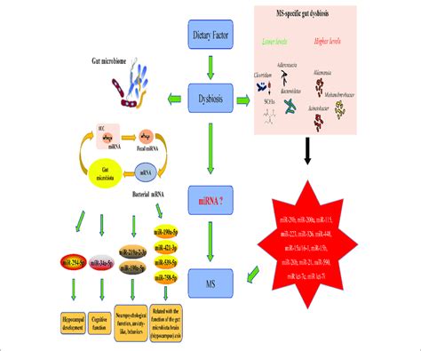 The Role Of Gut Microbiota Mirna Interactions In The Onset And