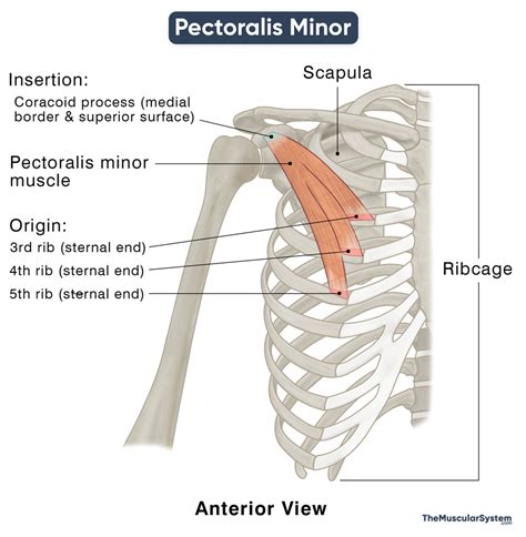 Pectoralis Minor Action Origin Insertion And Innervation