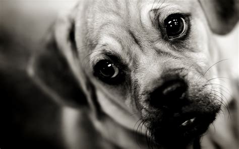 Puppy Dog Face Sad Sight Wallpaper Coolwallpapersme