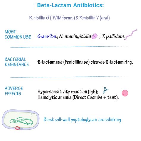 Immunologymicrobiology Glossary Beta Lactams Draw It To Know It