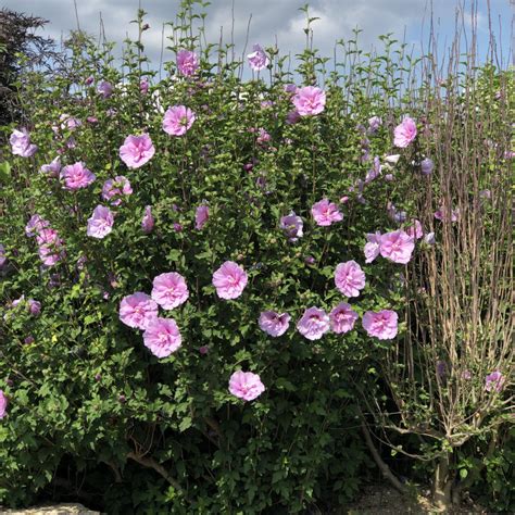 Hibiscus Lavender Chiffon Buy Rose Of Sharon Shrubs Online