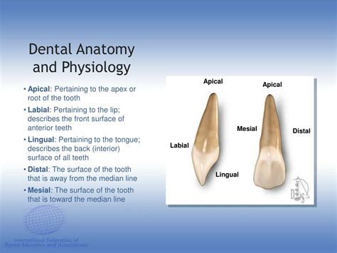 Ppt Dental Anatomy And Physiology Powerpoint Presentation Free