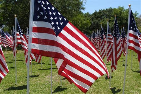 Field Of American Flags Stock Photo Image Of American 2482478