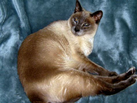 Do Siamese Cats Have Eye Problems