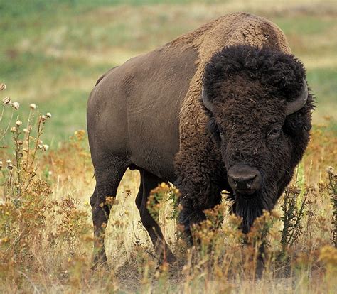 What S The Difference Between A Buffalo And A Bison Worldatlas