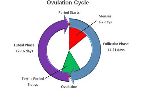 Ovulation Cycle Mybeautygym
