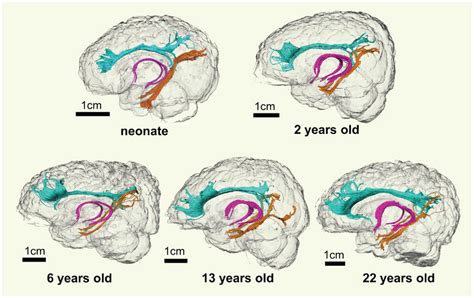 Adolescent Brain Development And What It Means Betterhelp