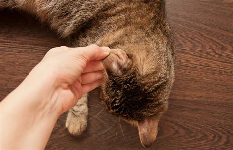 Ear Polyps In Cats Causes Signs And Treatments Vet Answer Pet Arenas