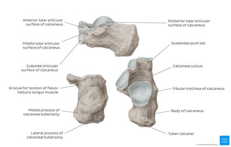 Diagram Pictures Calcaneus Anatomy Kenhub Medical Science