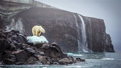 Scientists To Calculate Polar Bears Population