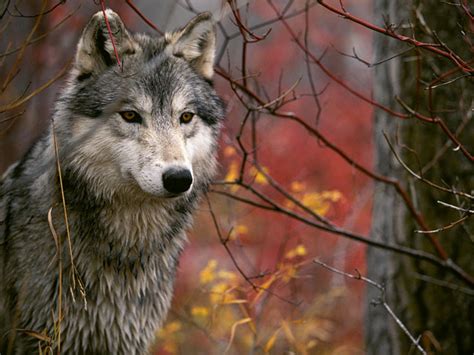 | see more beautiful wolf wallpapers, awesome wolf looking for the best wolf wallpaper? Free Cool Wallpapers: gray wolf wallpapers