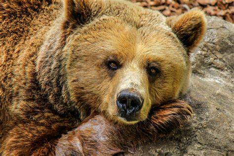Free Images Nature Cute Wildlife Zoo Mammal Fauna Brown Bear