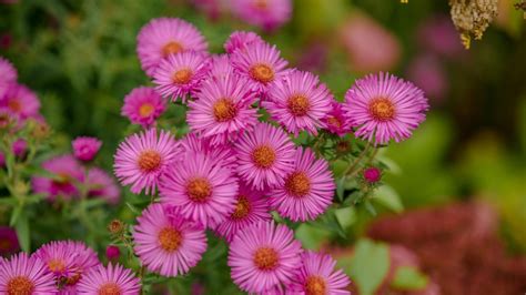24 Gorgeous Types of Aster Flowers (#11 Is Wow)
