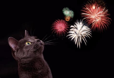 Help Your Cat Cope With Fireworks Orchard House