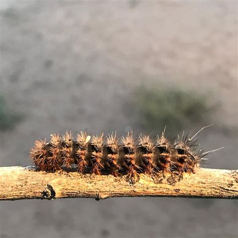 Black And Orange Fuzzy Caterpillar I Apantesis Bugguidenet