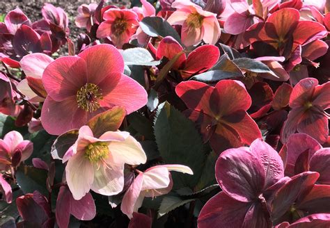 View sympathy flowers from overland park. Hellebores - Beacon Hill Park, Victoria, BC | Flower ...