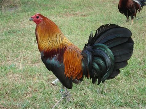 15 Best Images About Game Fowl On Pinterest Old World Coal Miners