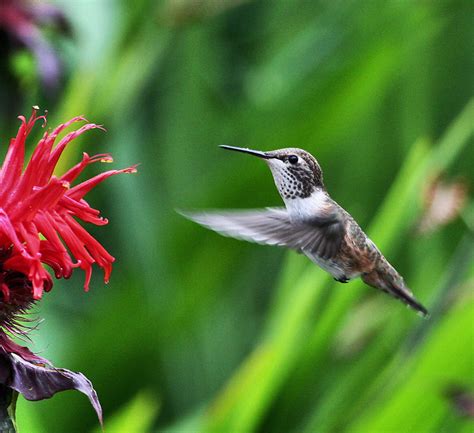 Hummingbirds大山谷图库