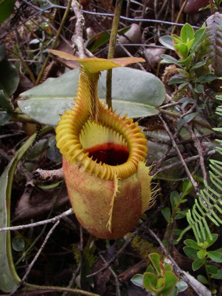 18 Insane Facts About Carnivorous Plants Epic Gardening