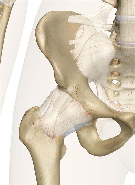 The Hip Joint Anatomy And 3d Illustrations