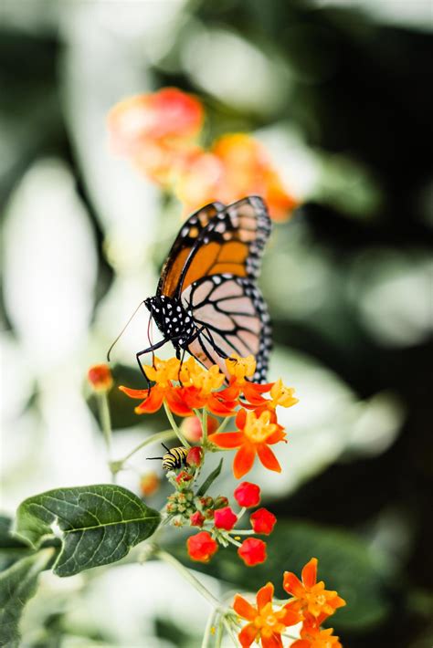 Monarch Butterfly On Flowers 1228752 Stock Photo At Vecteezy