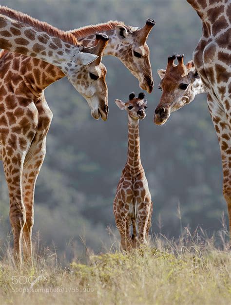 25 Best Photos Of Cute Baby Giraffes 500px