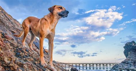 Mountain Cur Dog Breed Complete Guide A Z Animals