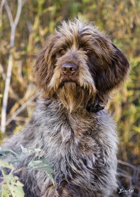 But, others say they're a german or french breed. Flatbrook Sporting Dogs | Griffon dog, Dog breeds little ...