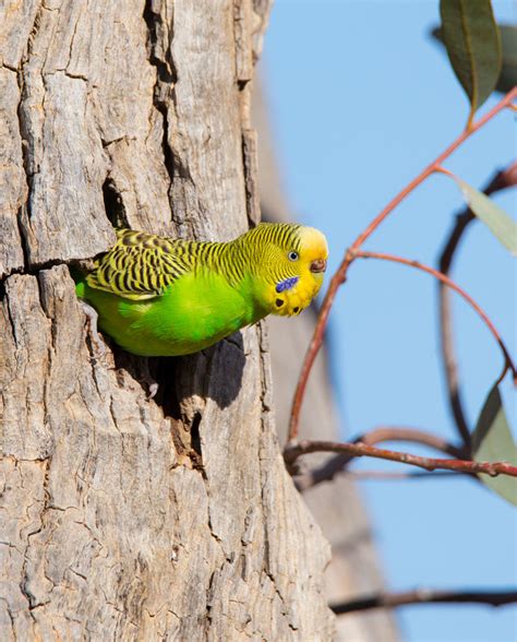Budgerigar Budgie Calls And Sounds Wild Ambience Nature Sounds