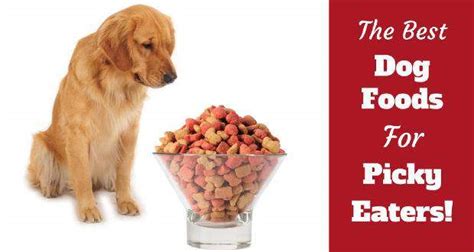 What Dog Food Has The Best Nutrition Runners High Nutrition