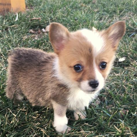 Corgi Puppies For Sale • Adopt Your Puppy Today • Infinity Pups