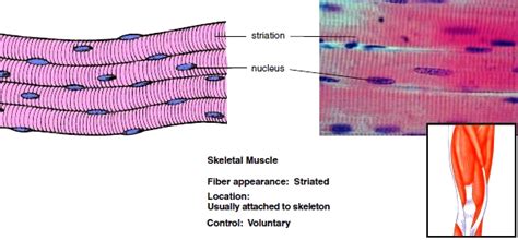 Wiring Diagram And Flowchart Skeletal Muscle Tissue Location