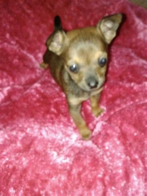 6 Week Old Chihuahua Weighs 12 Pound He Is Prince Charming Prince