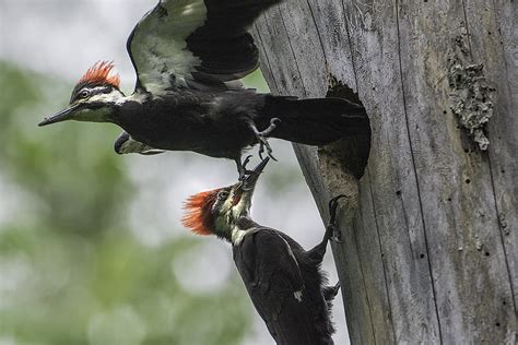 Pileated Woodpecker — Madison Audubon