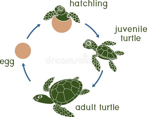 Life Cycle Of A Turtle Ks Benito Lott