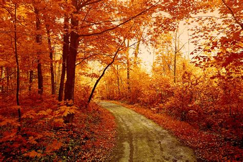 Awesome Autumn Forest Track Download Wallpaper For Mobile Pin Hd